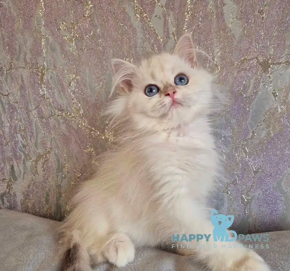 Alf British Longhair male blue golden shaded pointed live animals