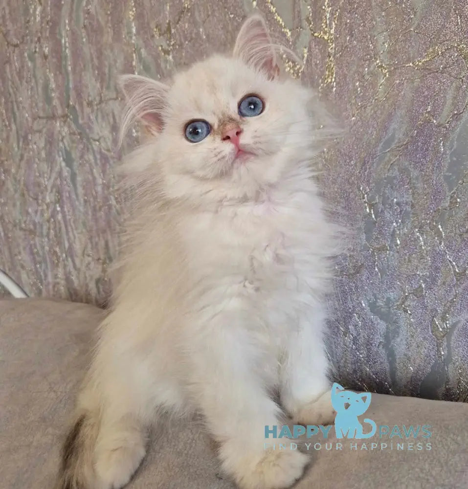 Alf British Longhair male blue golden shaded pointed live animals