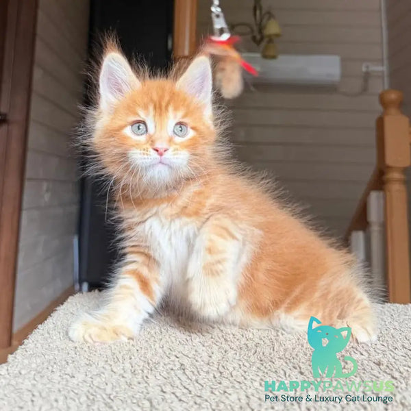 Alf Maine Coon male red tabby with white - live animals