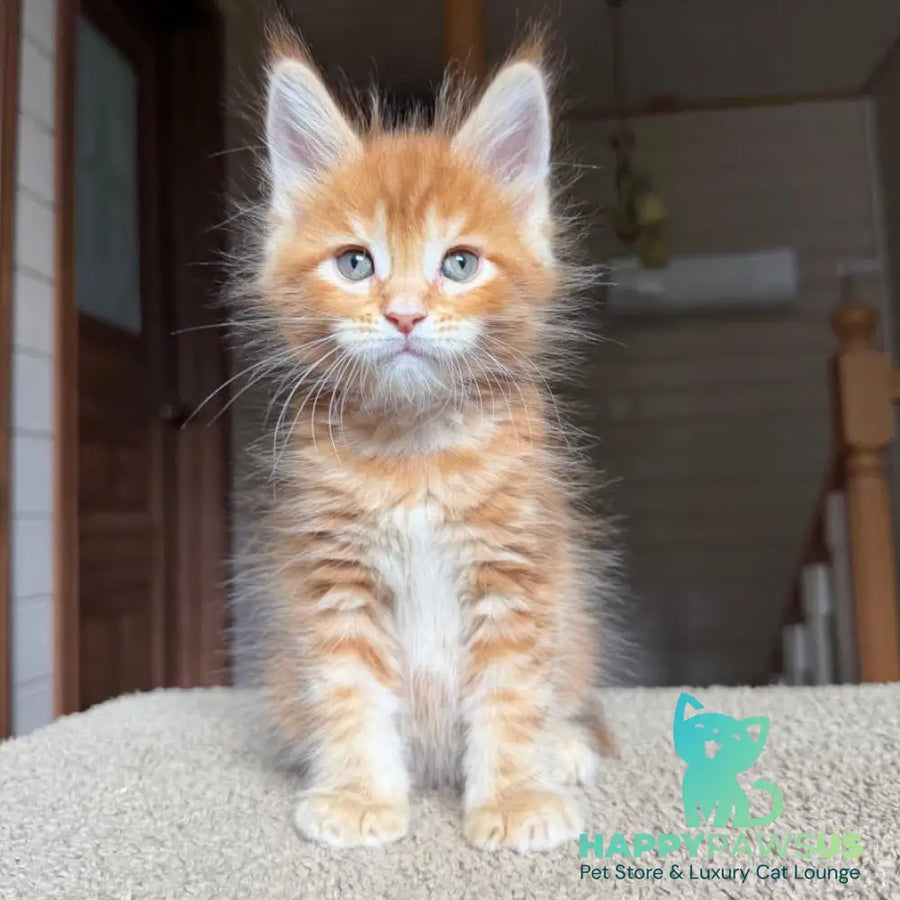Alf Maine Coon male red tabby with white - live animals