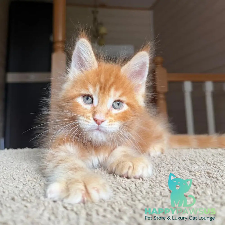 Alf Maine Coon male red tabby with white - live animals