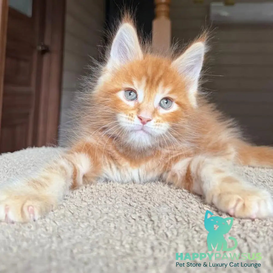 Alf Maine Coon male red tabby with white - live animals