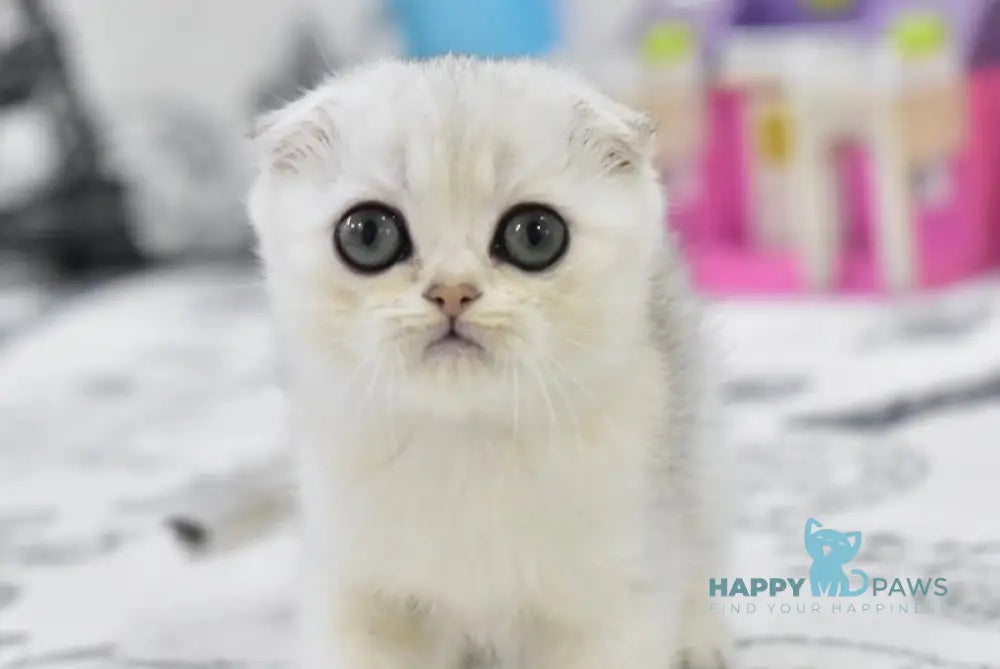 Alf Scottish Fold male black silver shaded live animals