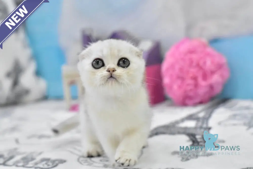 Alf Scottish Fold male black silver shaded live animals
