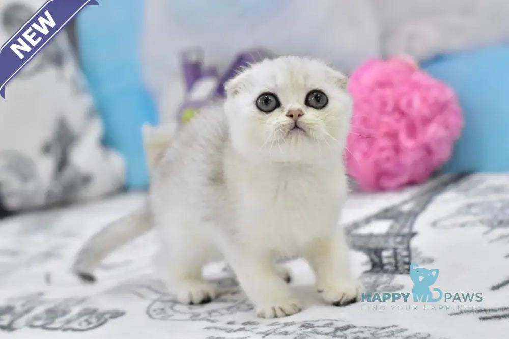 Alf Scottish Fold male black silver shaded live animals