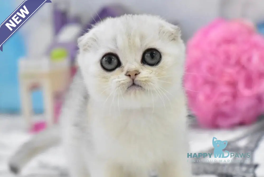 Alf Scottish Fold male black silver shaded live animals