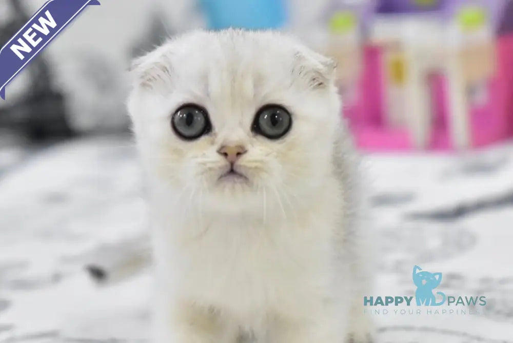 Alf Scottish Fold male black silver shaded live animals