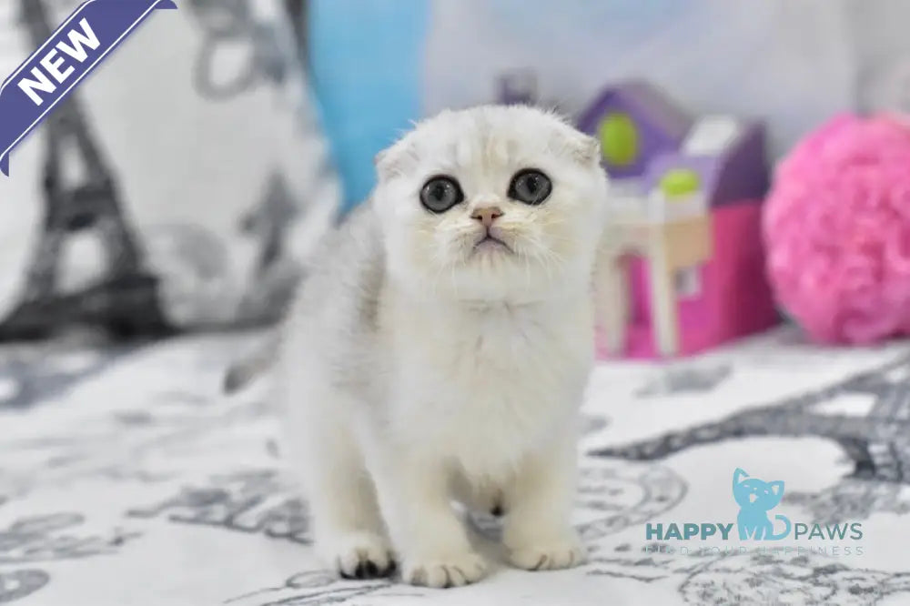 Alf Scottish Fold male black silver shaded live animals