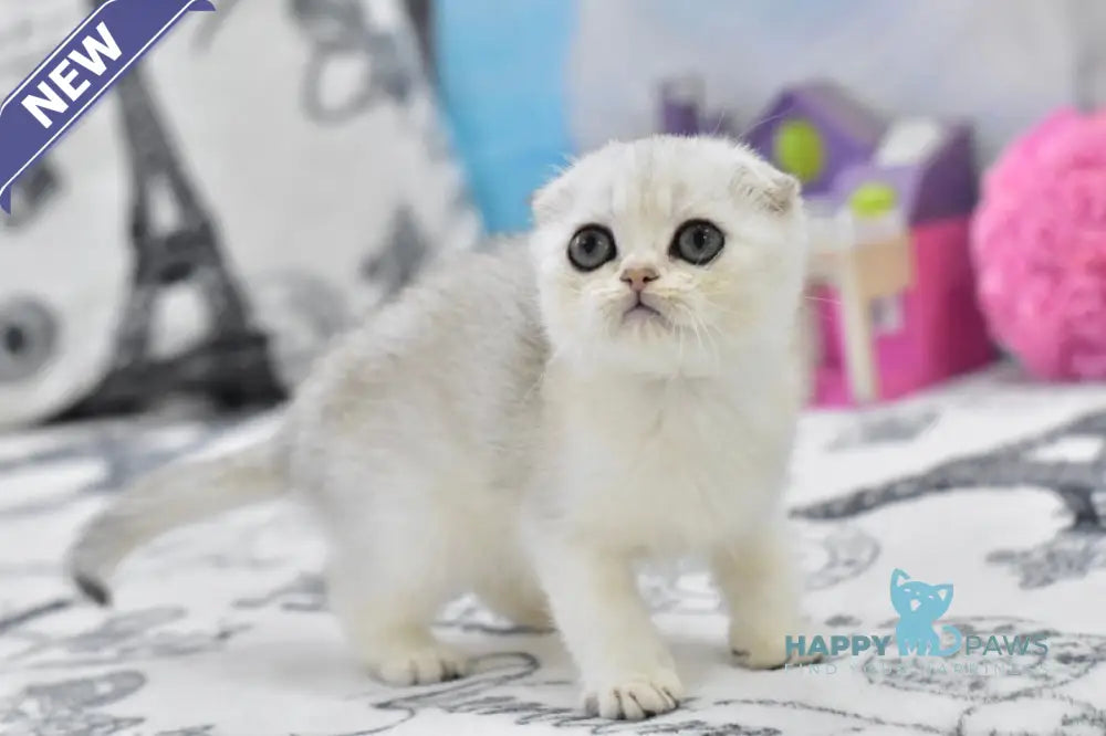Alf Scottish Fold male black silver shaded live animals