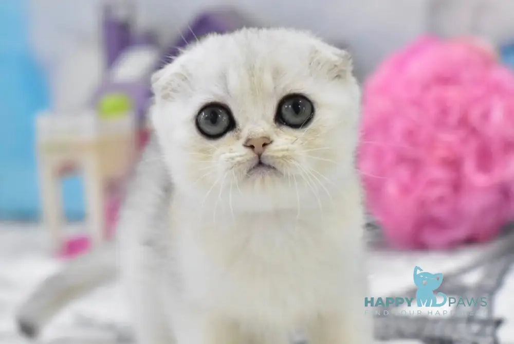 Alf Scottish Fold male black silver shaded live animals