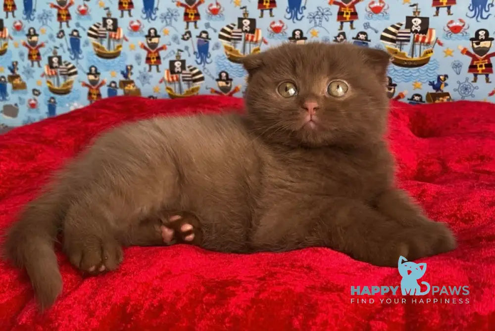 Alf Scottish Fold male cinnamon live animals