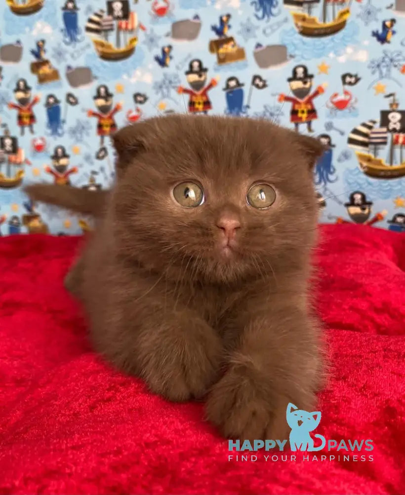 Alf Scottish Fold male cinnamon live animals