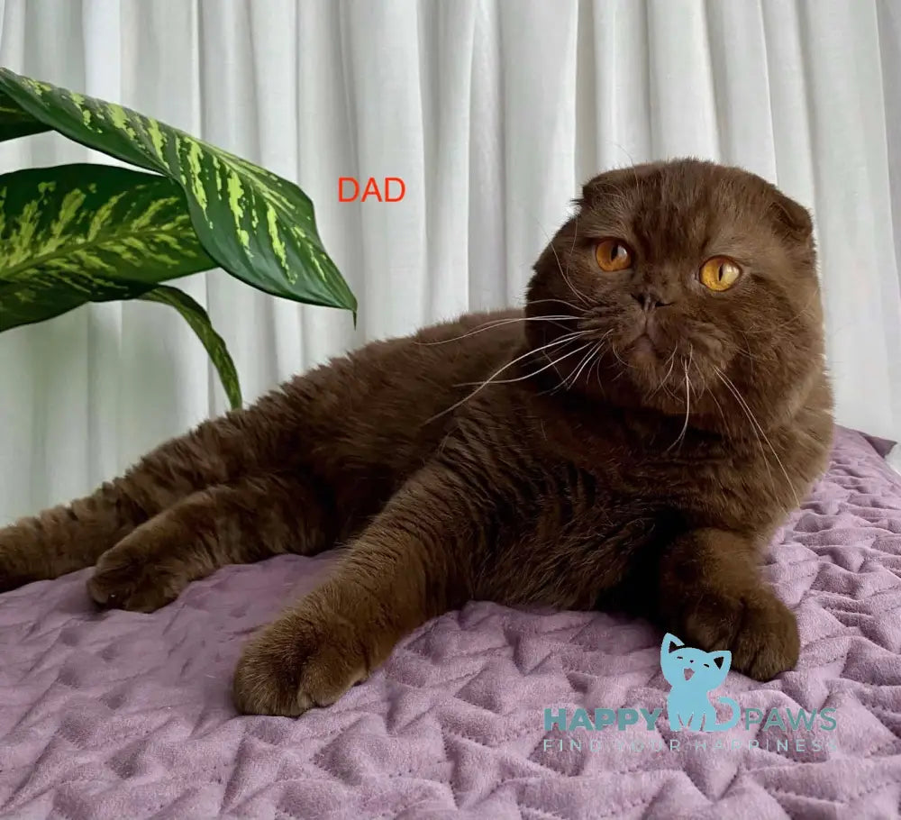 Alf Scottish Fold male cinnamon live animals