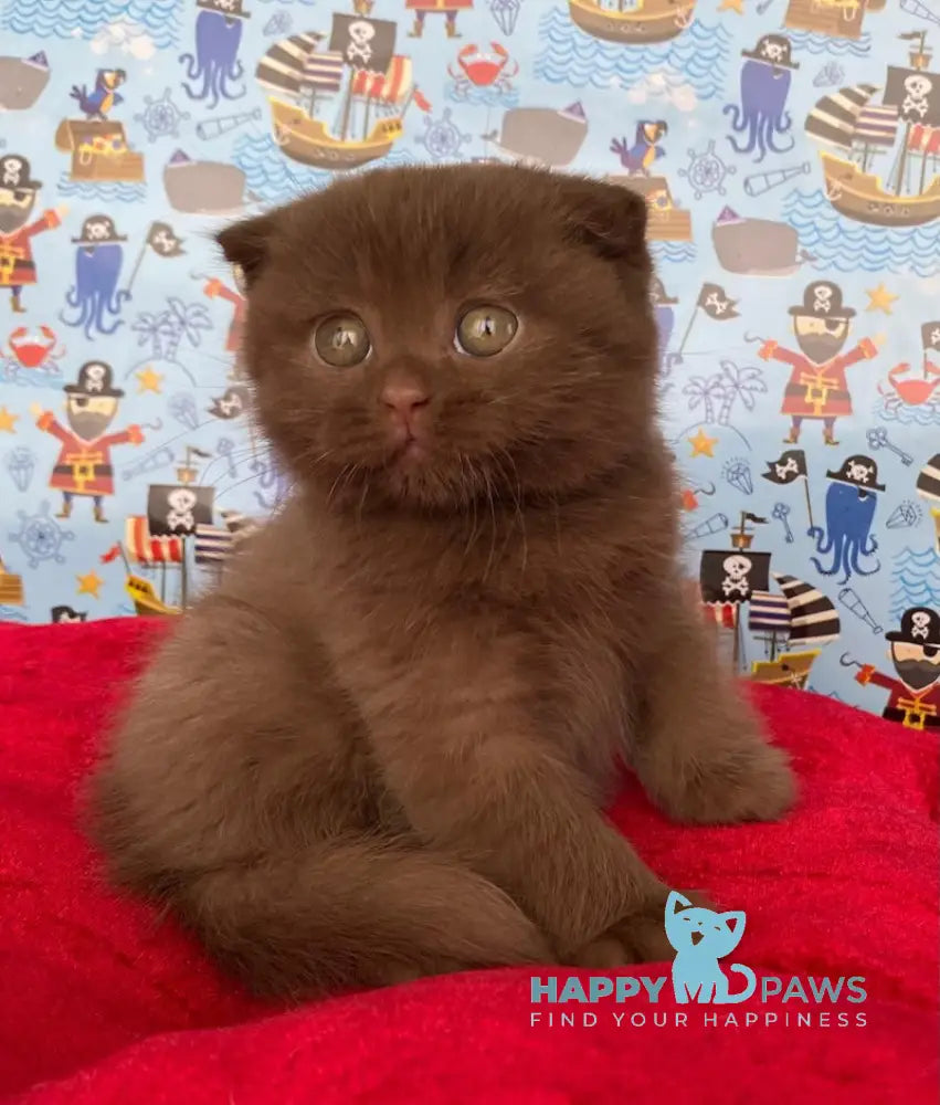 Alf Scottish Fold male cinnamon live animals