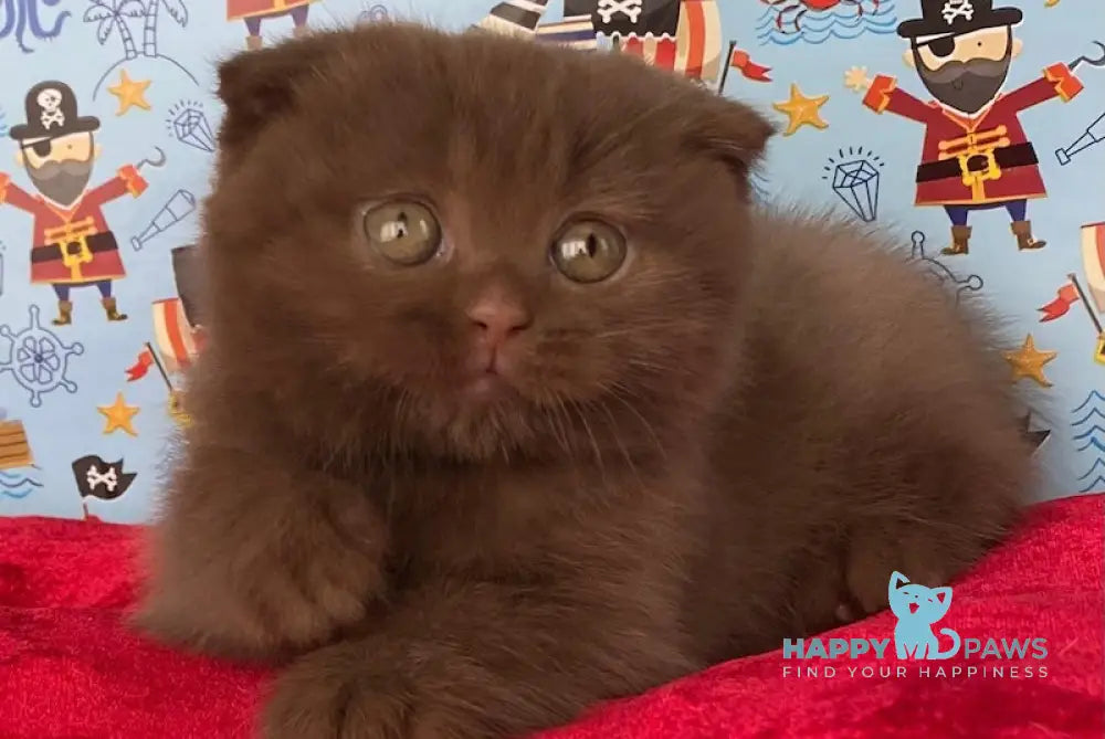 Alf Scottish Fold male cinnamon live animals