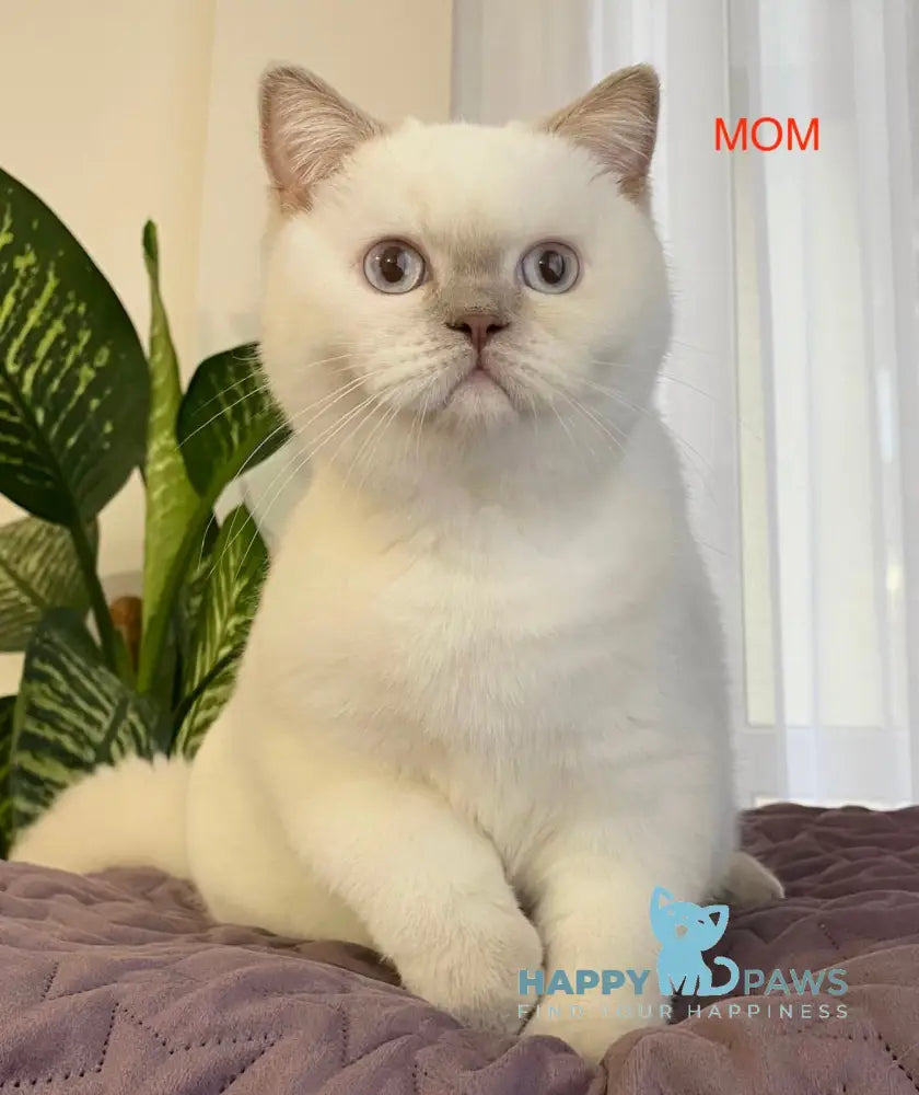 Alf Scottish Fold male cinnamon live animals