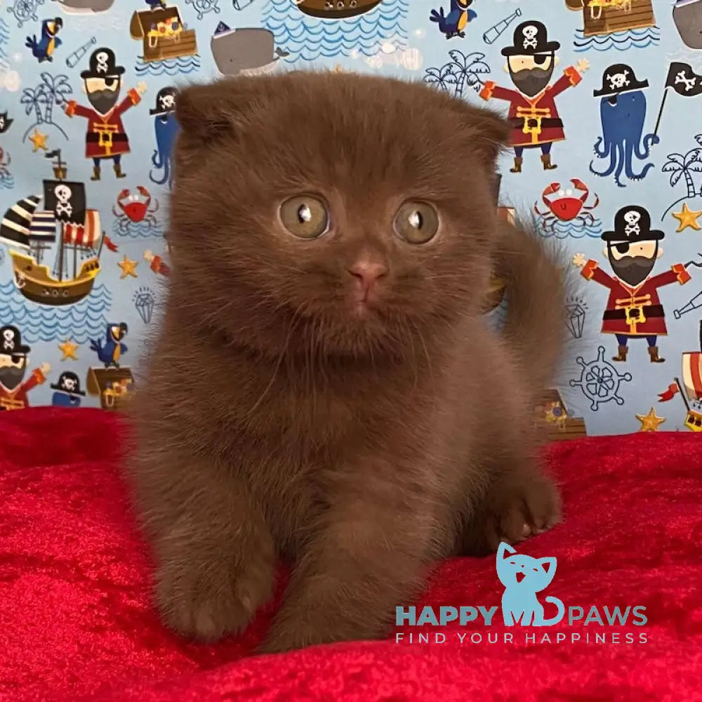 Alf Scottish Fold male cinnamon live animals