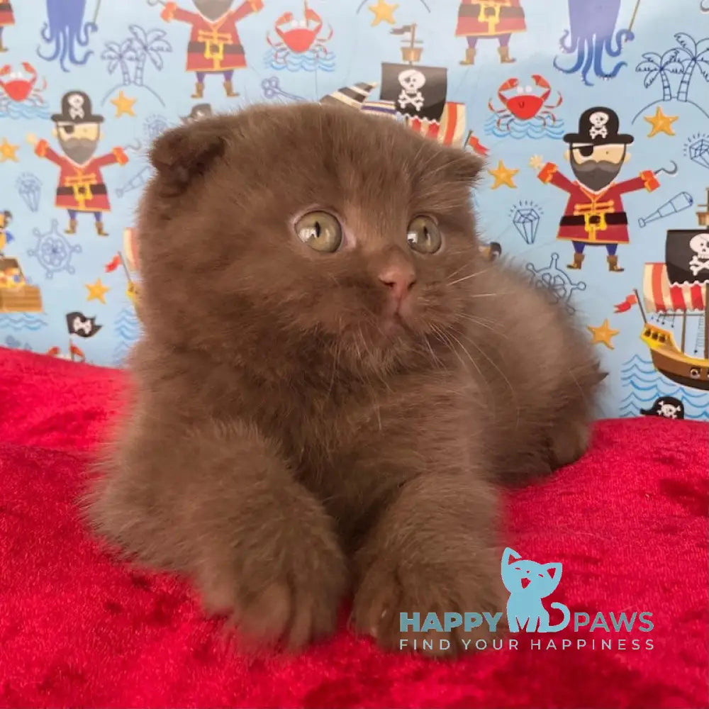 Alf Scottish Fold male cinnamon live animals