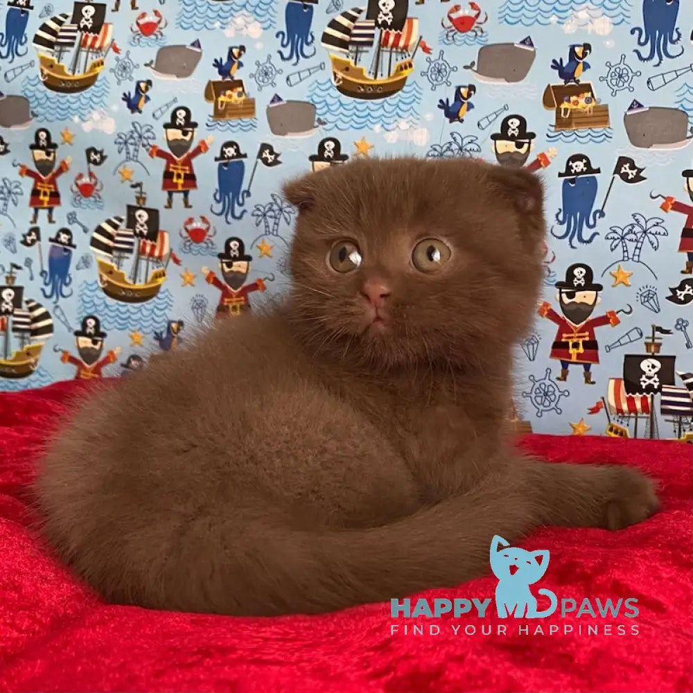 Alf Scottish Fold male cinnamon live animals