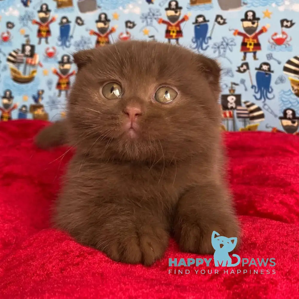 Alf Scottish Fold male cinnamon live animals