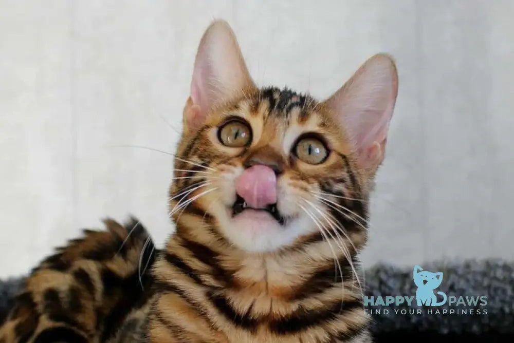 Alfa Bengal female black spotted tabby live animals