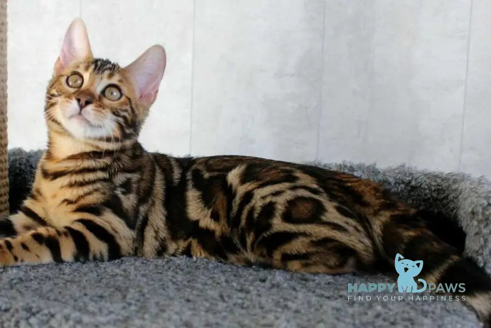 Alfa Bengal female black spotted tabby live animals