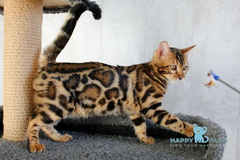 Alfa Bengal female black spotted tabby live animals