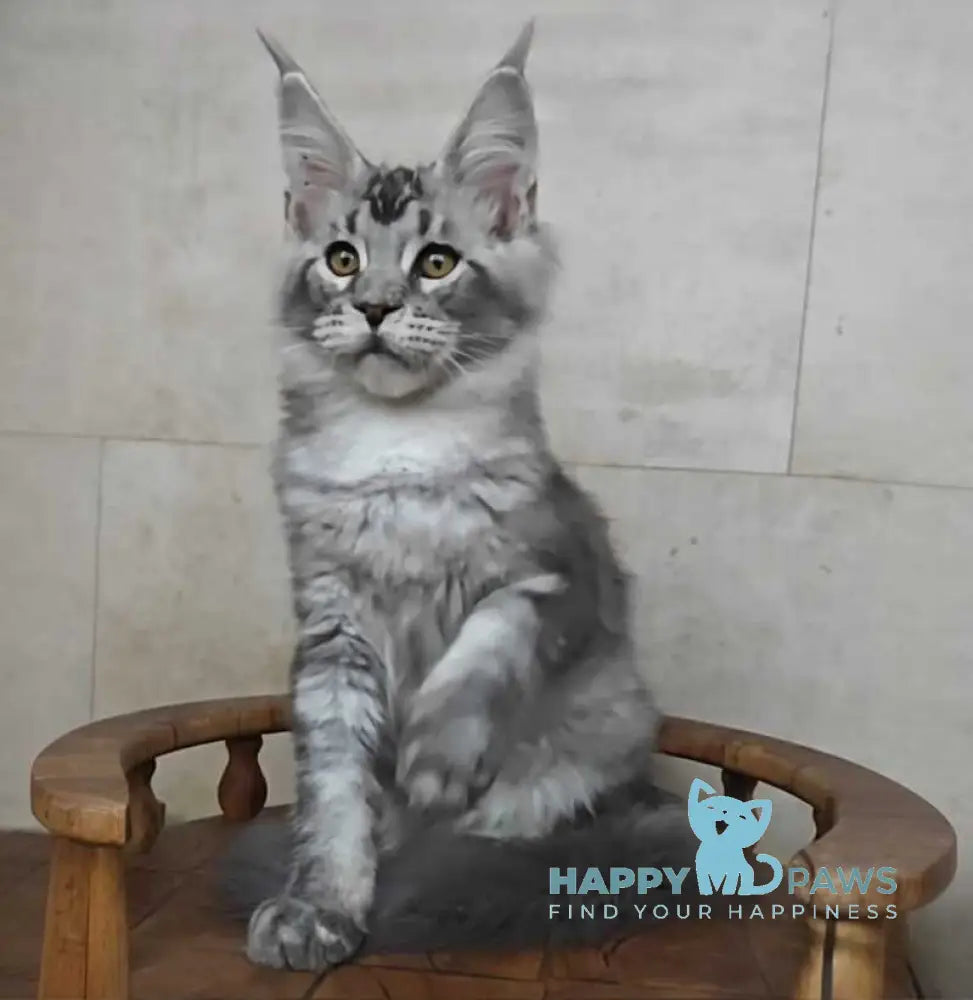 Alfa Maine Coon male black silver ticked tabby live animals