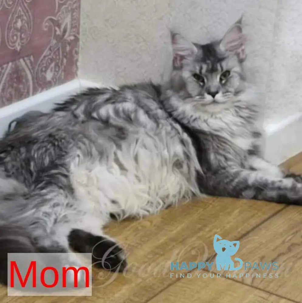 Alfa Maine Coon male black silver ticked tabby live animals