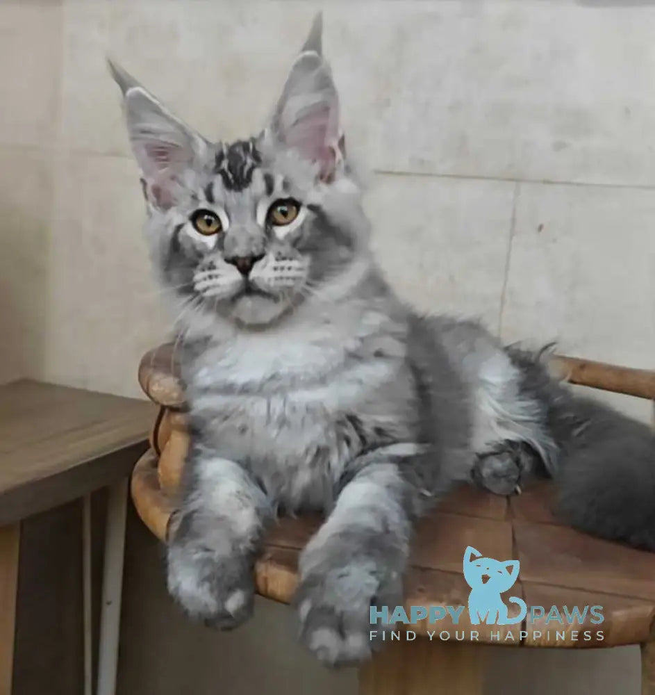 Alfa Maine Coon male black silver ticked tabby live animals