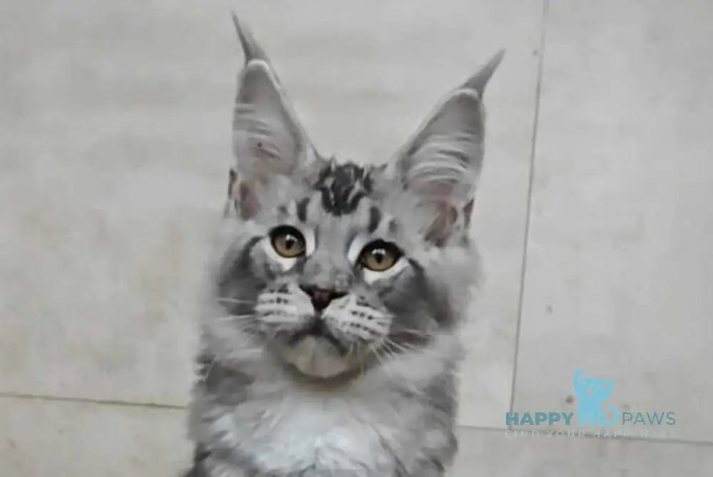 Alfa Maine Coon male black silver ticked tabby live animals