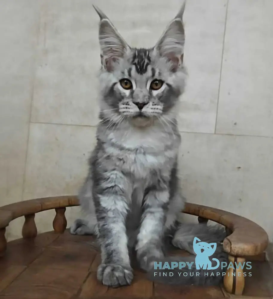 Alfa Maine Coon male black silver ticked tabby live animals