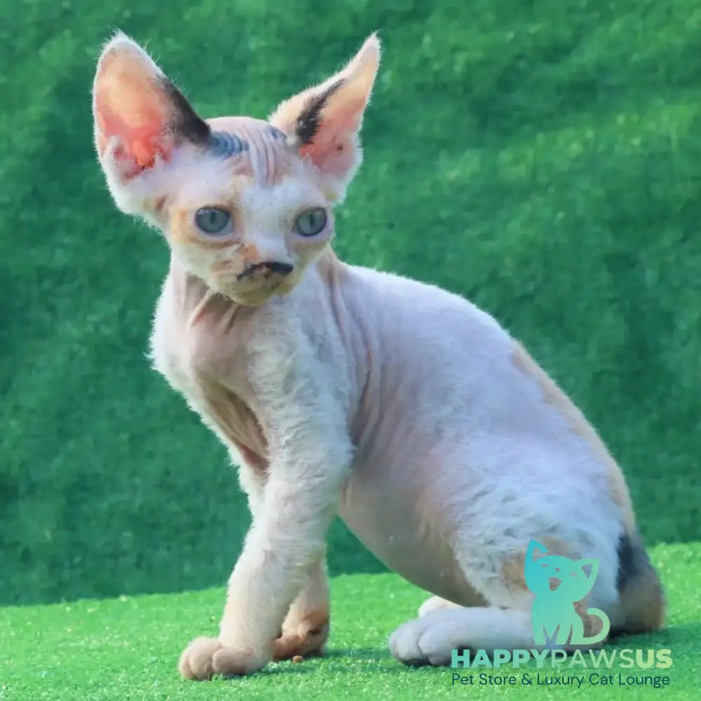 Аlfa Romeo Devon Rex female black tortie pointed harlequin - live animals