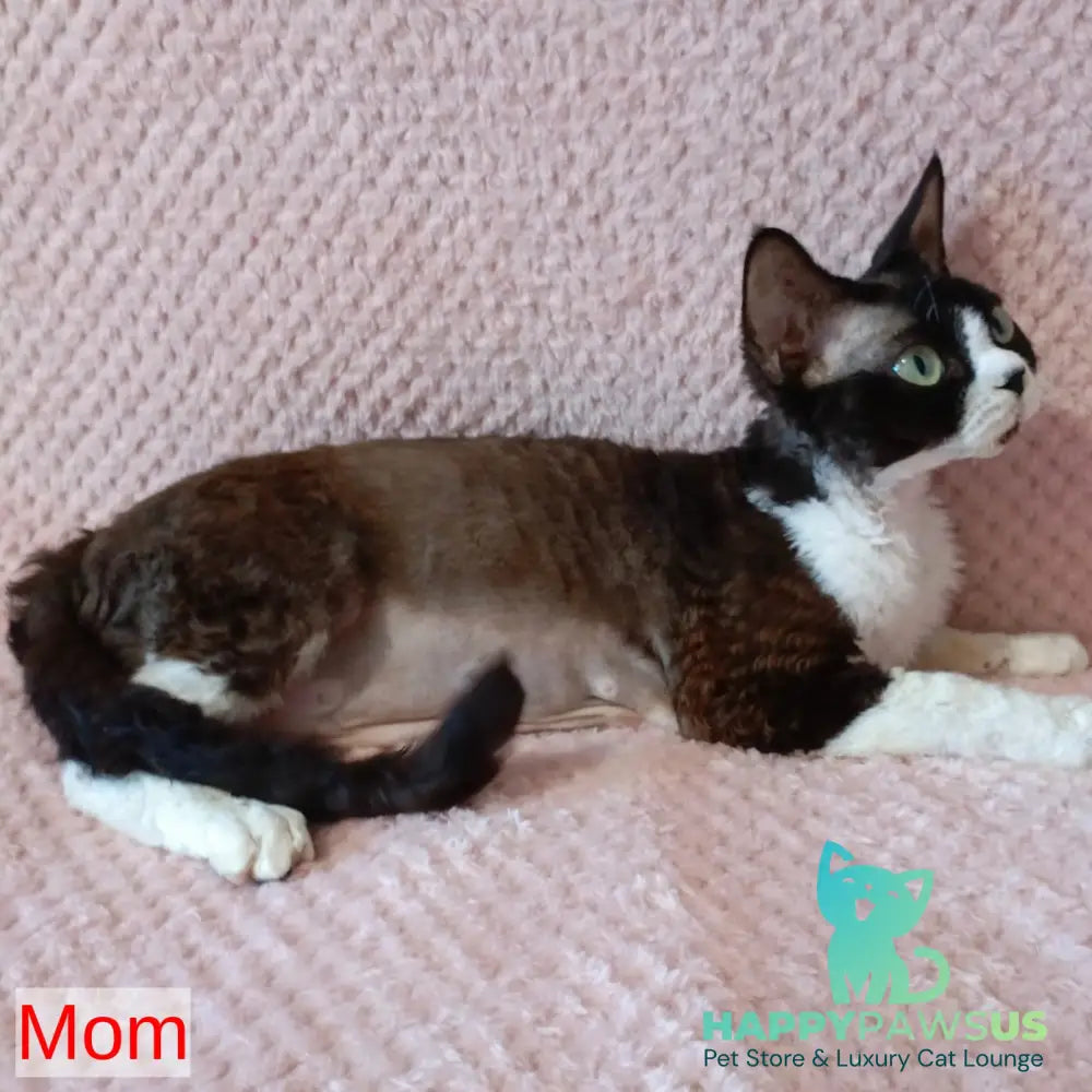 Аlfa Romeo Devon Rex female black tortie pointed harlequin - live animals