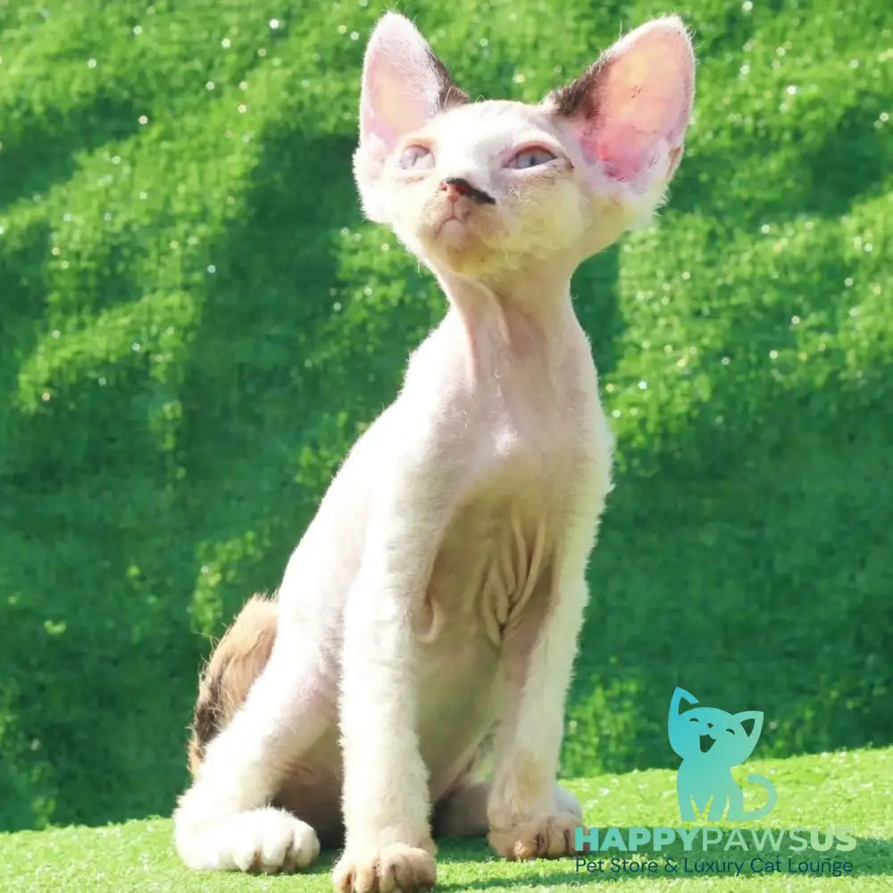 Аlfa Romeo Devon Rex female black tortie pointed harlequin - live animals