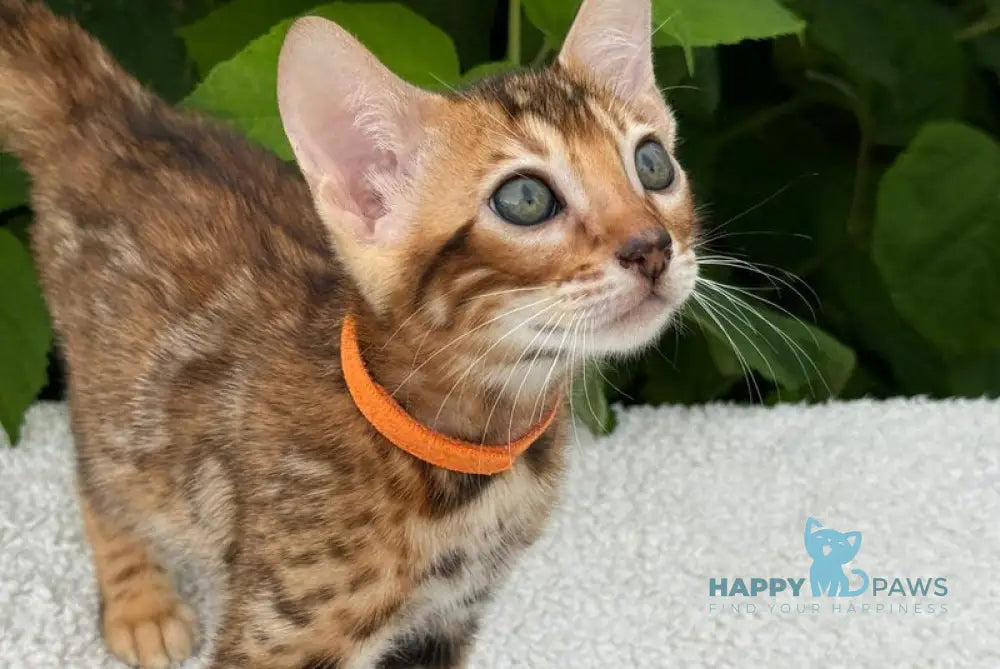 Alfie Bengal male black spotted tabby live animals