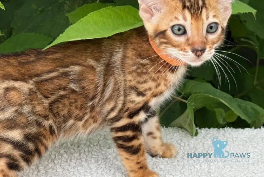 Alfie Bengal male black spotted tabby live animals