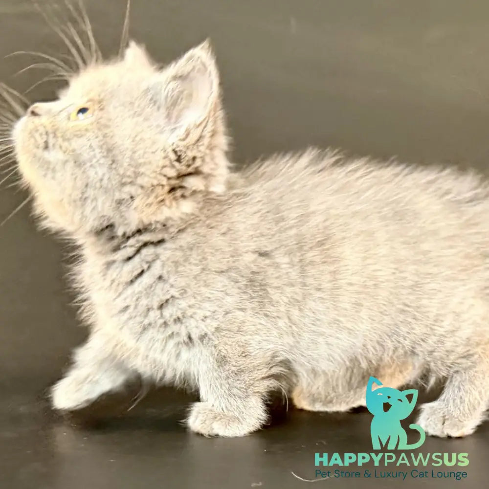 Alfie Munchkin male blue - live animals