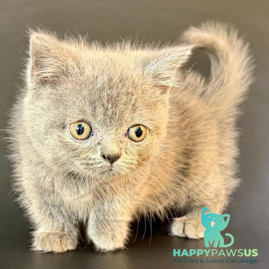 Alfie Munchkin male blue - live animals