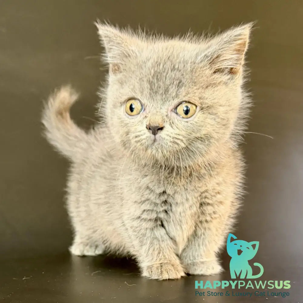 Alfie Munchkin male blue - live animals