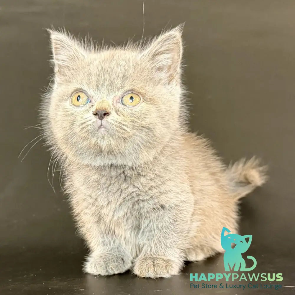Alfie Munchkin male blue - live animals