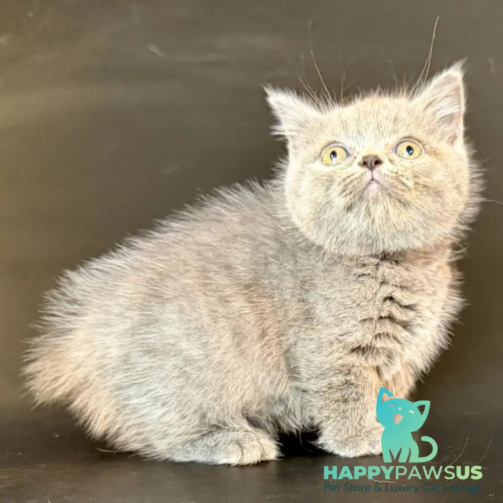 Alfie Munchkin male blue - live animals