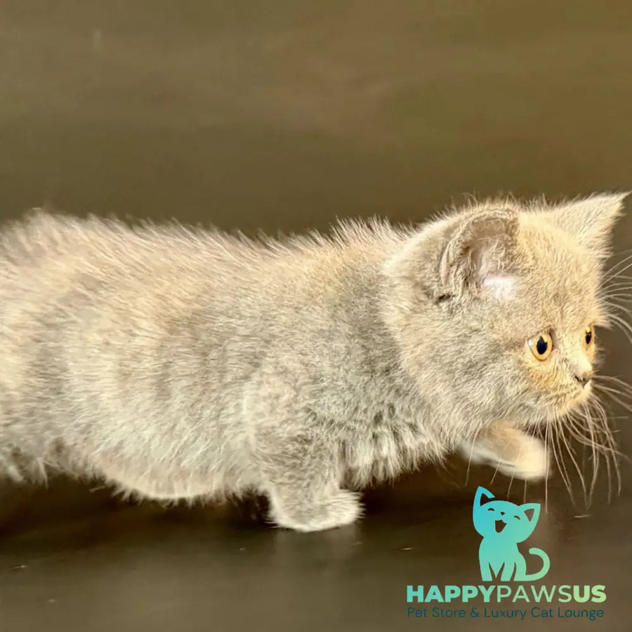 Alfie Munchkin male blue - live animals
