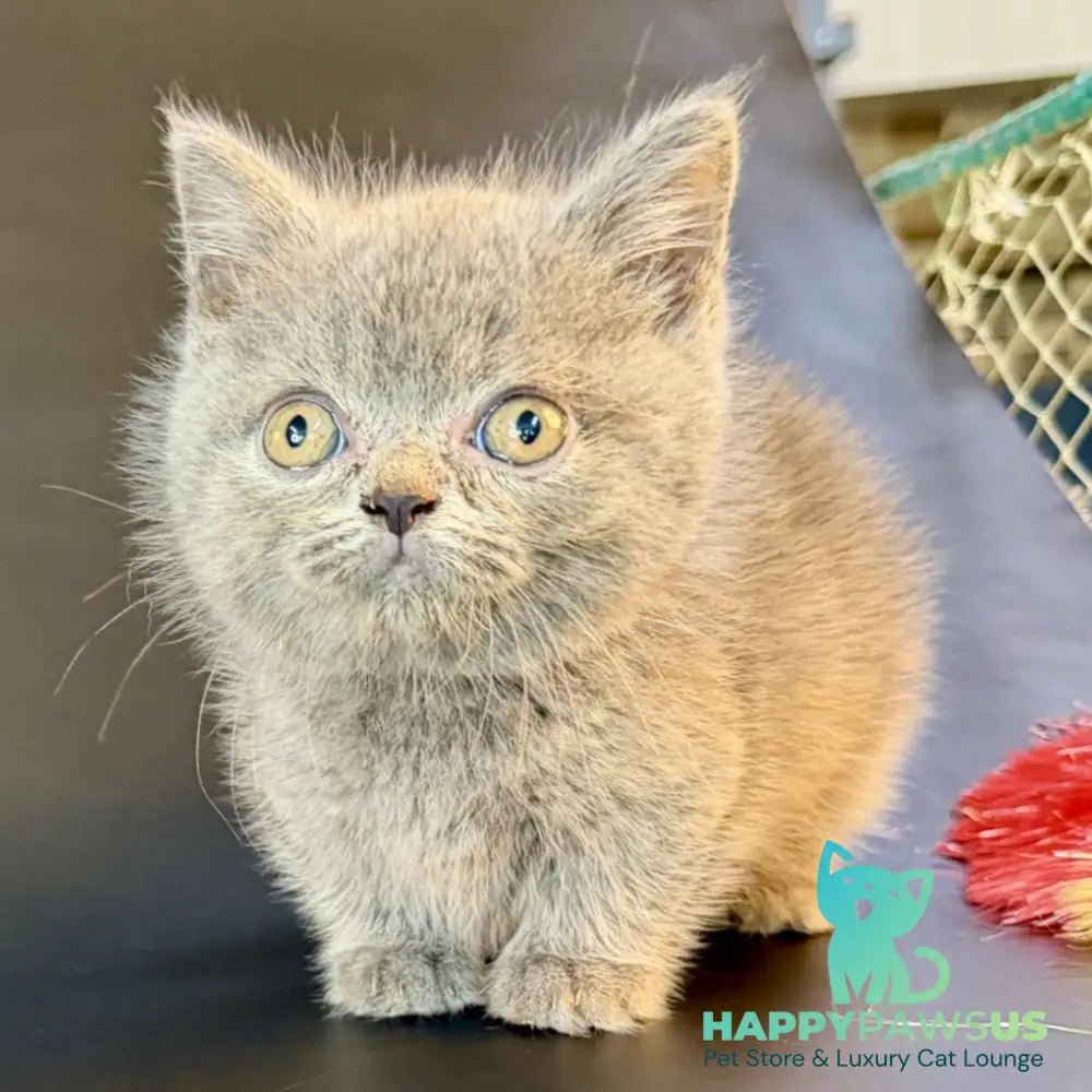 Alfie Munchkin male blue - live animals