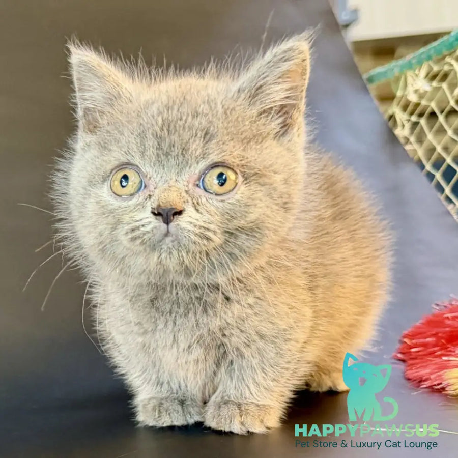 Alfie Munchkin male blue - live animals