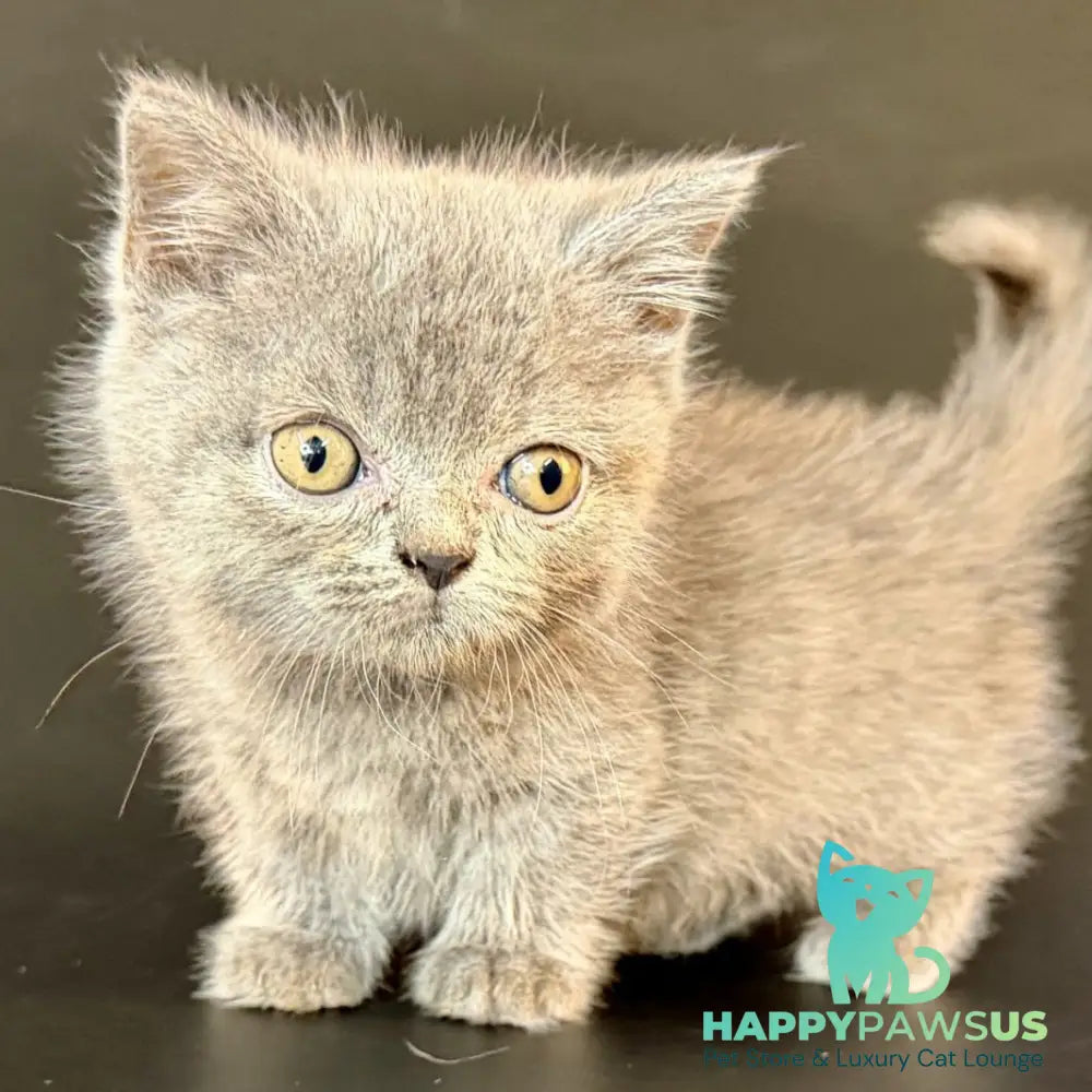 Alfie Munchkin male blue - live animals