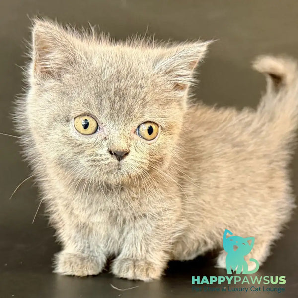 Alfie Munchkin male blue - live animals