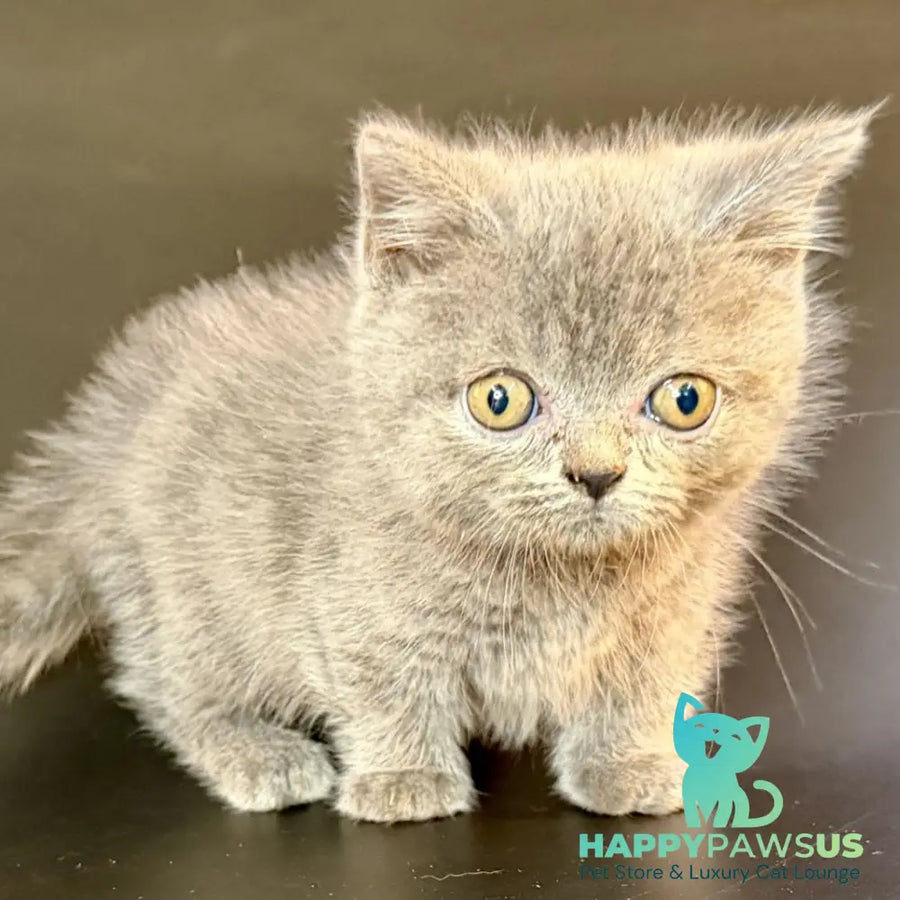 Alfie Munchkin male blue - live animals