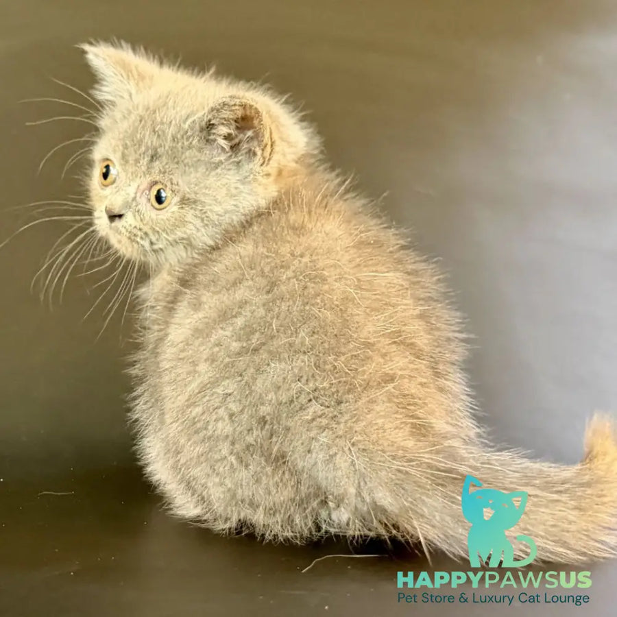 Alfie Munchkin male blue - live animals