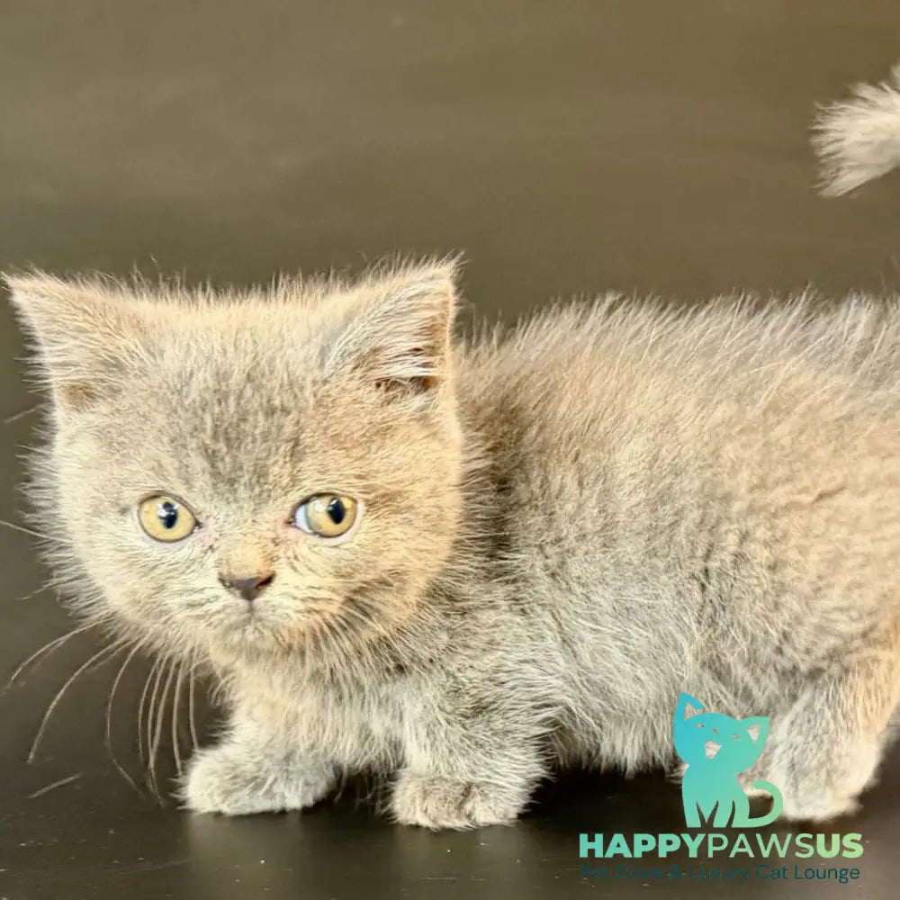 Alfie Munchkin male blue - live animals
